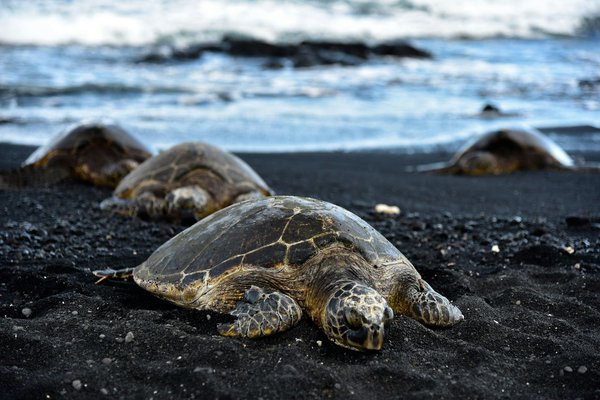 Où observer les tortues géantes à l'île Maurice ?
